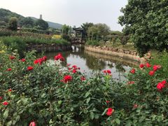 -龙寺生态园