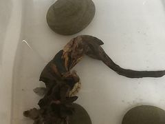 -灵龟之家百象馆(百象馆联合旗舰店)