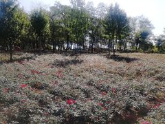 -南京枫彩漫城
