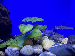 -上海海洋水族馆