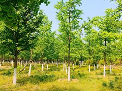 -永定河休闲森林公园