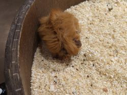 -Zoolung Zoolung动物主题公园(海信广场店)