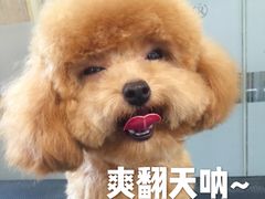 -宠小格时尚宠物生活馆(唐镇店)