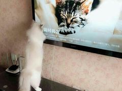 -东方名猫馆·英短金渐层布偶猫舍(环线广场1号楼店)