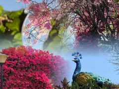 -东莞植物园