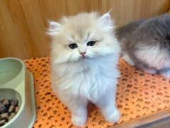 -欣宠猫屋·矮脚拿破仑·蓝金金渐层