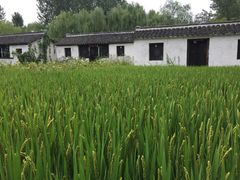 景点-溱湖国家湿地公园