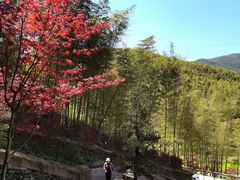 -宁波浙东大竹海景区