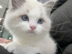-中农大我爱我爱动物医院·核磁CT·猫病·24小时夜诊中心(石佛营店)
