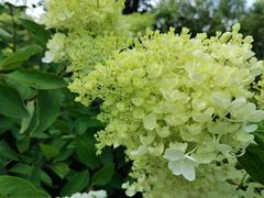 -黑龙江省森林植物园