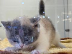 -1013 PET SHOP 宠物商店(近铁城市广场店)