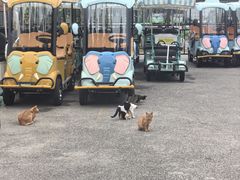 -黄海国家森林公园