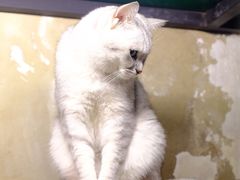 -猫咪博物馆(顶澳仔猫街店)