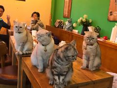 -李小姐の猫咖啡馆(五角场店)