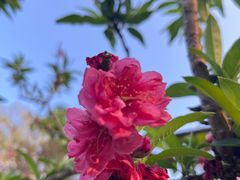 -桃花涧