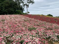 -松山湖梦幻百花洲