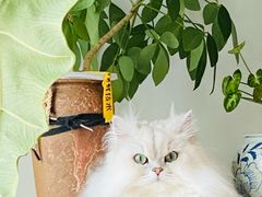 -猫大福·Fortune Cat猫舍(百子湾店)