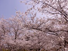 -顾村公园