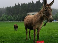 -武陵山森林公园