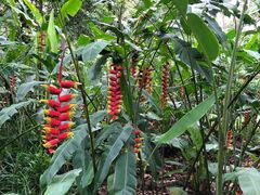 -中国科学院西双版纳热带植物园