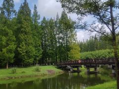 -黄海国家森林公园