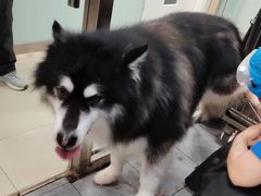 -宠福鑫康馨动物医院·骨科·眼科