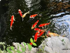 -鲤院·新中式美学·庭院餐厅(夫子庙店)
