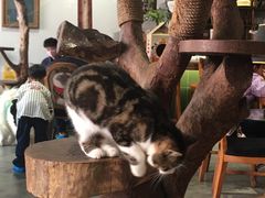 -more than meow吴止猫主题餐厅(承德 中船汇店)