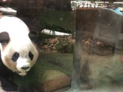 -灵玲国际马戏城