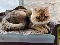 -猫在这儿猫咪咖啡馆·撸猫馆