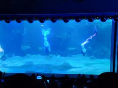 -石家庄海洋公园