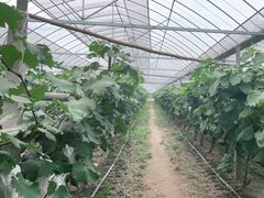 -马陆小张葡萄园农家乐