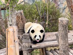 -青藏高原野生动物园