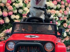 -百好乐宠物友好餐厅(朝外大街店)