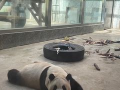-西安秦岭野生动物园