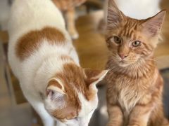 -平行世界·猫咖(首经贸店)