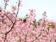 -南汇桃花村