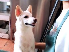 -柴犬高等学院·狗咖·柴犬售卖·宠物训练