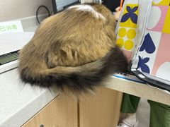 -瑞鹏宠物医院·骨科·猫科·内科(第一中心)