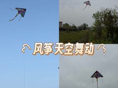 -金卉庄园