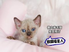 -70cat德文卷毛猫·缅因猫纯种猫舍