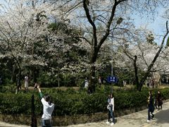 -武汉大学-樱园