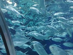 -上海海洋水族馆