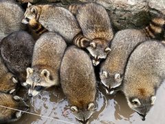 -上海野生动物园老虎餐厅