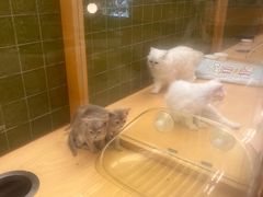 -帕帕拉兹宠物(亚洲旗舰店)