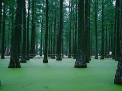 -渌洋湖湿地公园