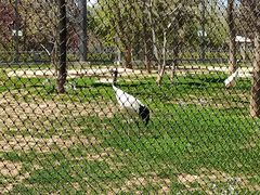 -石家庄市动物园