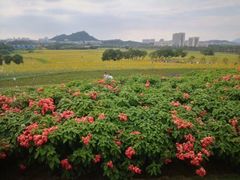 -光明小镇欢乐田园