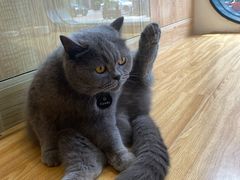 -啵啵喵·猫咖(攀华国际店)