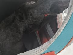 -中农国际动物医院24小时·猫科·骨科·急重症中心